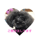 プードル だーい好き 2（個別スタンプ：3）