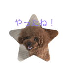 プードル だーい好き 2（個別スタンプ：4）