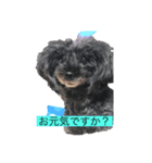 プードル だーい好き 2（個別スタンプ：8）