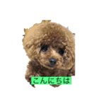 プードル だーい好き 2（個別スタンプ：9）