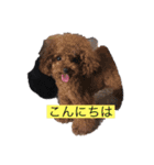 プードル だーい好き 2（個別スタンプ：10）