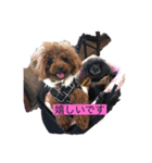 プードル だーい好き 2（個別スタンプ：11）