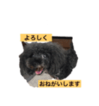 プードル だーい好き 2（個別スタンプ：14）