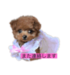プードル だーい好き 2（個別スタンプ：15）