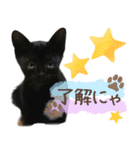 ◆黒猫◆はるくんの陽気な日常♪（個別スタンプ：1）