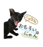 ◆黒猫◆はるくんの陽気な日常♪（個別スタンプ：5）