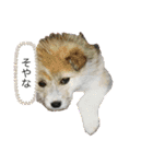 ちゃかのスタンプ（個別スタンプ：11）