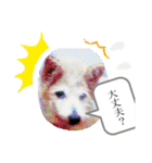 ちゃかのスタンプ（個別スタンプ：13）