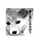 ちゃかのスタンプ（個別スタンプ：16）