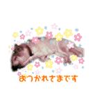 ちゃかのスタンプ（個別スタンプ：20）