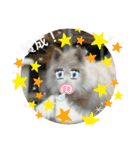 ちゃかのスタンプ（個別スタンプ：25）