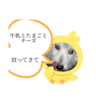 ちゃかのスタンプ（個別スタンプ：29）