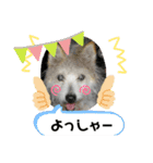ちゃかのスタンプ（個別スタンプ：36）