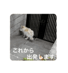 ちゃかのスタンプ（個別スタンプ：39）