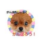 かわいすぎわんこ4（個別スタンプ：4）
