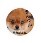 かわいすぎわんこ4（個別スタンプ：6）