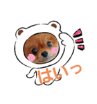 かわいすぎわんこ4（個別スタンプ：7）