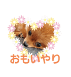 かわいすぎわんこ4（個別スタンプ：8）