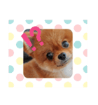 かわいすぎわんこ4（個別スタンプ：10）