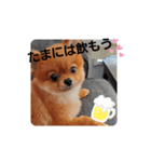 かわいすぎわんこ4（個別スタンプ：12）