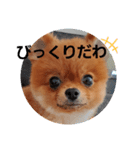 かわいすぎわんこ4（個別スタンプ：13）