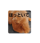 かわいすぎわんこ4（個別スタンプ：14）