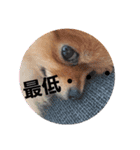かわいすぎわんこ4（個別スタンプ：16）