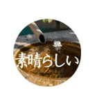 茶道greenteasticker（個別スタンプ：19）