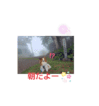ぱぴぱぴパピヨン9（個別スタンプ：4）