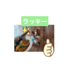 ぱぴぱぴパピヨン9（個別スタンプ：5）