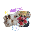 ぱぴぱぴパピヨン9（個別スタンプ：9）