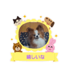 ぱぴぱぴパピヨン9（個別スタンプ：13）