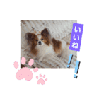 ぱぴぱぴパピヨン9（個別スタンプ：15）
