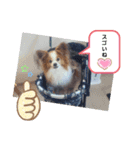 ぱぴぱぴパピヨン9（個別スタンプ：16）