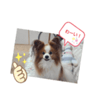 ぱぴぱぴパピヨン9（個別スタンプ：17）