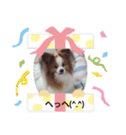 ぱぴぱぴパピヨン9（個別スタンプ：18）