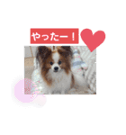 ぱぴぱぴパピヨン9（個別スタンプ：19）