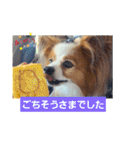 ぱぴぱぴパピヨン9（個別スタンプ：25）