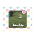 ぱぴぱぴパピヨン9（個別スタンプ：26）
