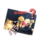 ぱぴぱぴパピヨン9（個別スタンプ：28）