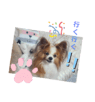 ぱぴぱぴパピヨン9（個別スタンプ：29）