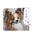 ぱぴぱぴパピヨン9（個別スタンプ：30）