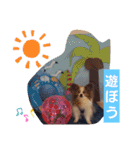 ぱぴぱぴパピヨン9（個別スタンプ：33）