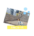 ぱぴぱぴパピヨン9（個別スタンプ：36）