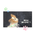 ぱぴぱぴパピヨン9（個別スタンプ：37）