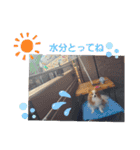 ぱぴぱぴパピヨン9（個別スタンプ：39）