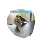 チビちゃん達の日常 2（個別スタンプ：1）