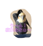 チビちゃん達の日常 2（個別スタンプ：2）