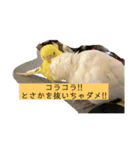 チビちゃん達の日常 2（個別スタンプ：6）