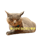 猫ねこロシアンブルー 1（個別スタンプ：1）